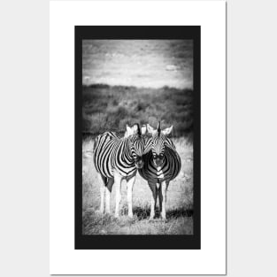 Two zebra standing. Posters and Art